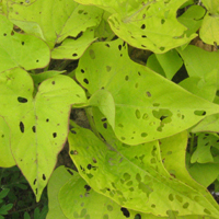 Feuilles trou&eacute;es par les cassides